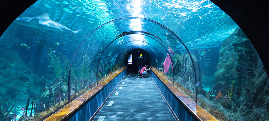 London Aquarium and London Eye