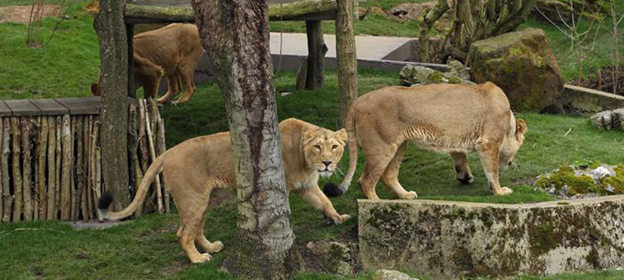 London Zoo